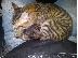 PoulaTo: Maincoon γατάκι